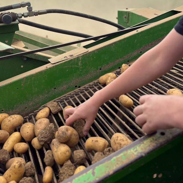 KI generiert: Hand sortiert Kartoffeln auf einem Förderband.