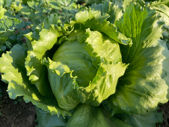KI generiert: Ein frischer Kopfsalat wächst im Garten, umgeben von grünen Blättern.