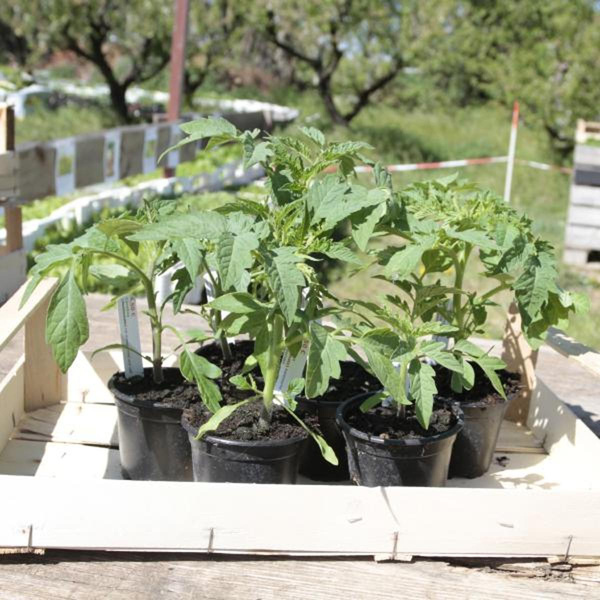Produktfoto zu APFELBACHERs  Pflanzenpaket "Topfgemüse für Balkon und Hochbeet"