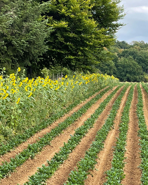 KI generiert: Reihen von Pflanzen auf einem Feld mit blühenden Sonnenblumen am Rand, umgeben von Bäumen.