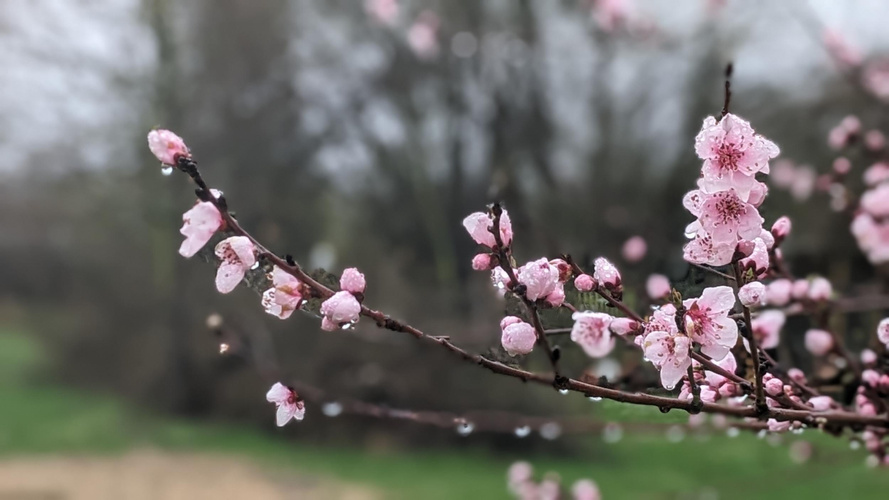KI generiert: Ein blühender Ast mit zartrosa Blüten und Regentropfen im Fokus, verschwommener Hintergrund.