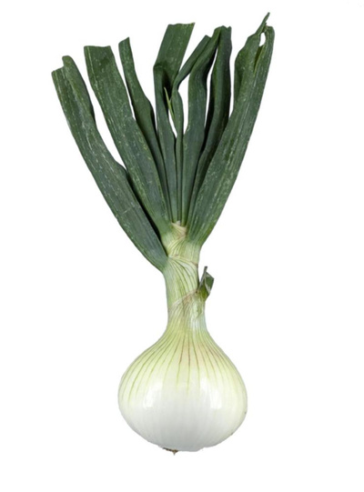 Produktfoto zu APFELBACHERs Gemüsezwiebeln mit Laub, Stück, 300gr+