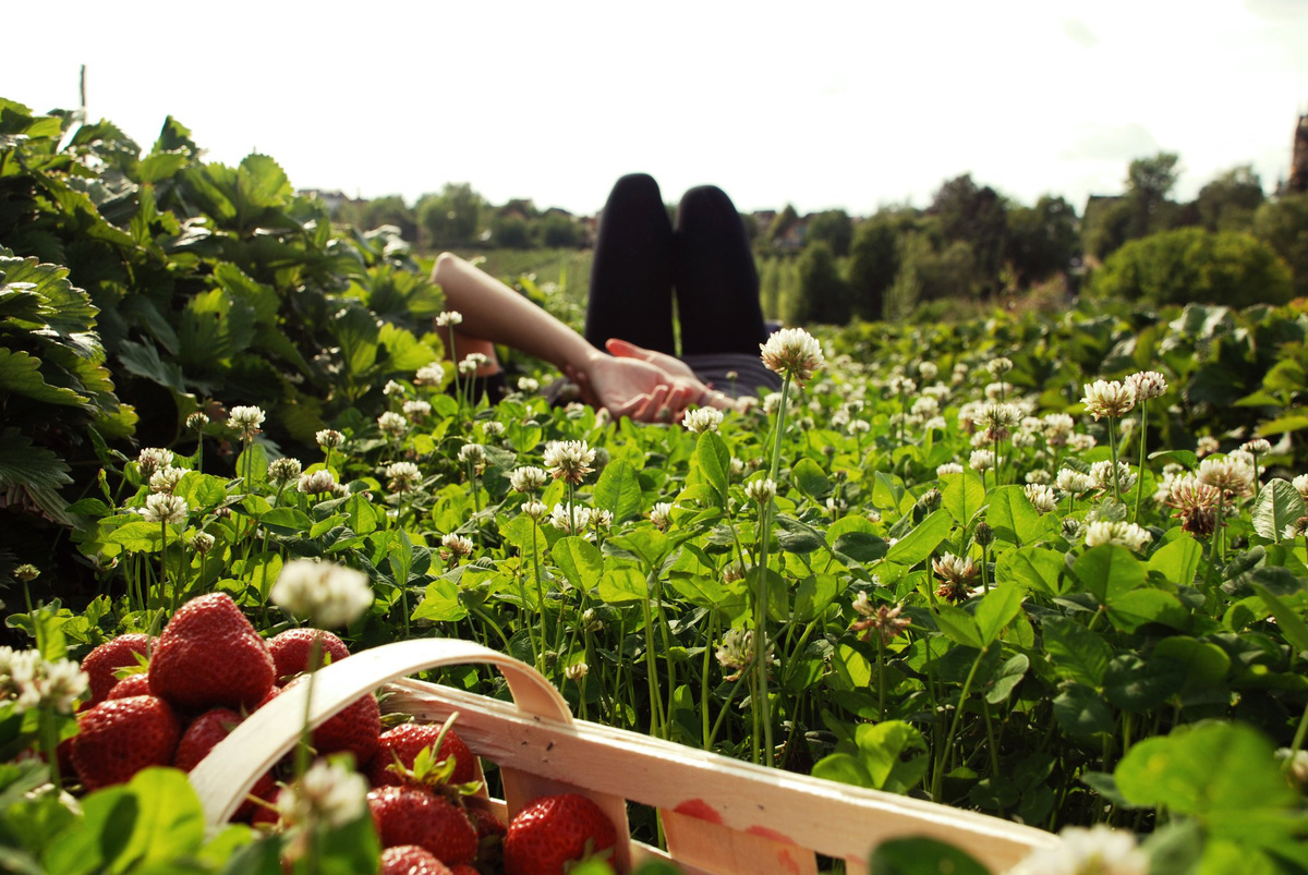 KI generiert: Eine Person liegt im Klee auf einem Feld, daneben ein Korb voller Erdbeeren.
