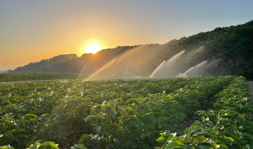KI generiert: Feldbewässerung bei Sonnenuntergang, Sprinkler im Einsatz.