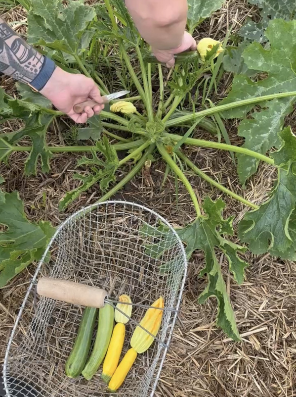 KI generiert: Ernte von Zucchini mit einem Messer, gelbe und grüne Zucchini in einem Korb.