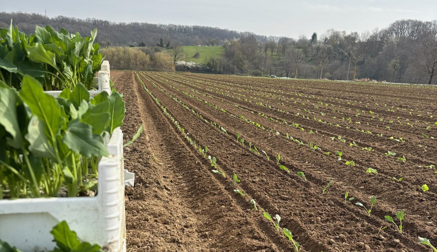 KI generiert: Ein frisch bepflanztes Feld mit jungen Setzlingen und einem Behälter voller Pflanzen im Vordergrund.