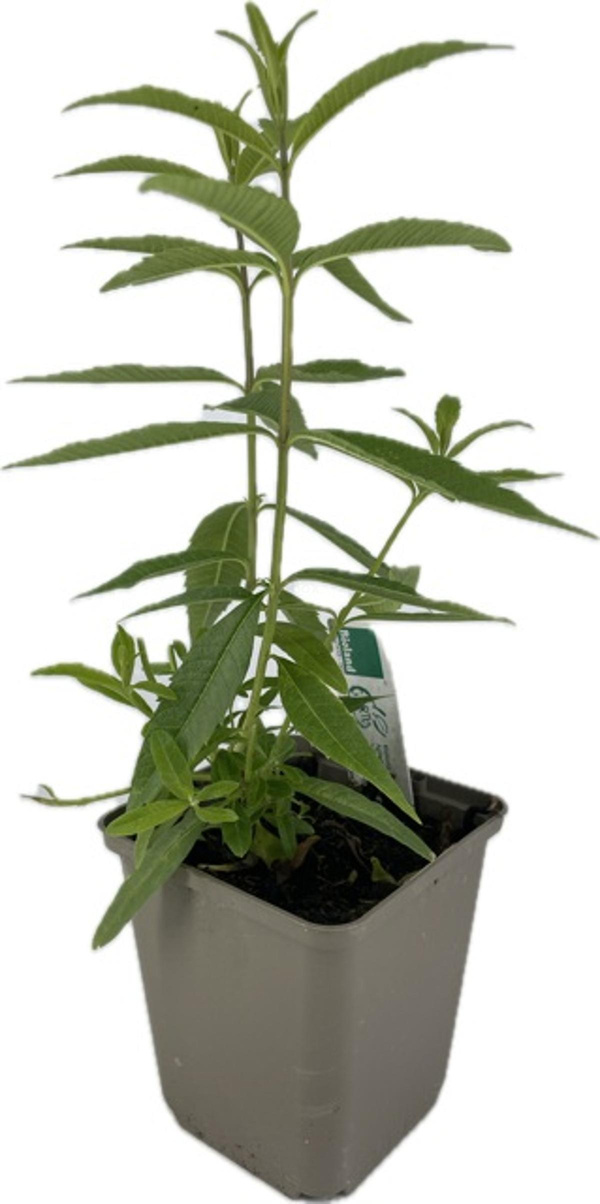 Produktfoto zu APFELBACHERs Zitronenverbene im Topf