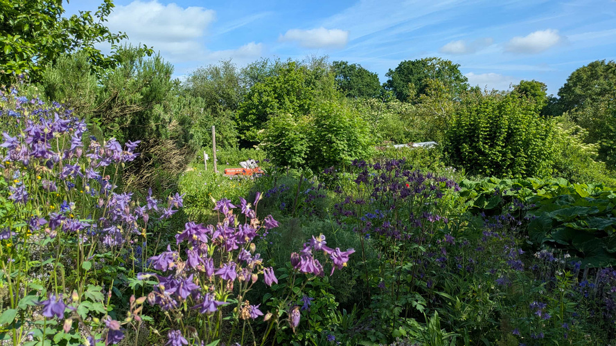 KI generiert: Ein blühender Garten mit lila Blumen und üppigem Grün unter blauem Himmel.