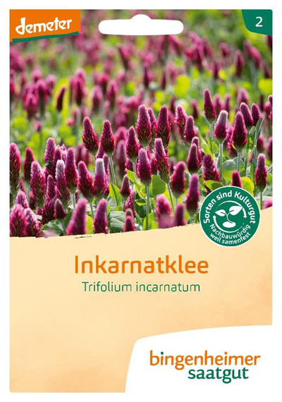 Produktfoto zu Inkarnatklee SAATGUT