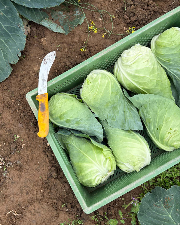 KI generiert: Grüner Korb mit mehreren Kohlköpfen und einem Messer daneben, im Gartenboden.