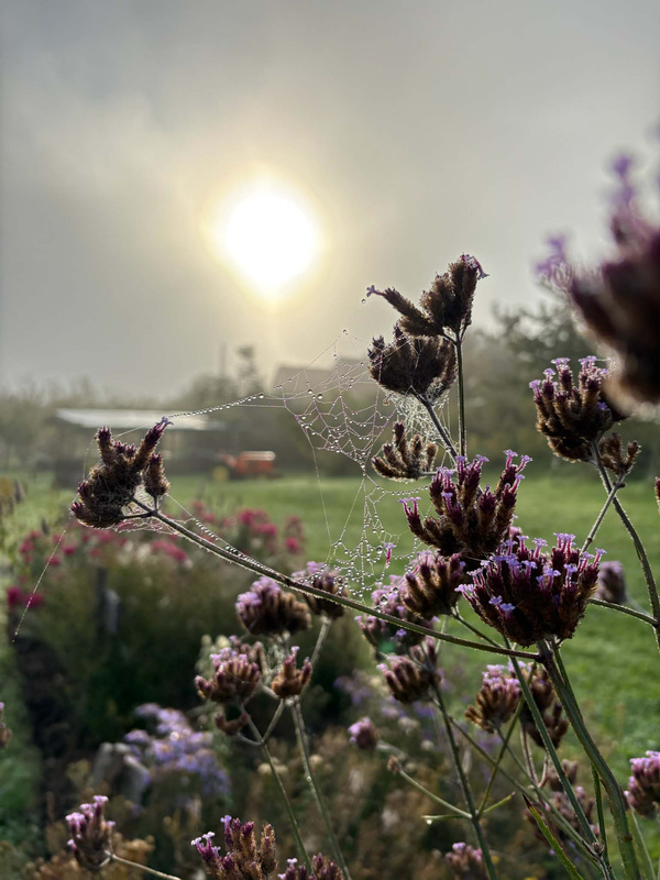 KI generiert: Spinnennetz mit Tau auf Pflanzen, im Hintergrund ein nebelverhangener Sonnenaufgang über einer ländlichen Szenerie.