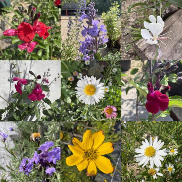 Produktfoto zu APFELBACHERs "Dauerblüher", Staudenpaket 6 Stück