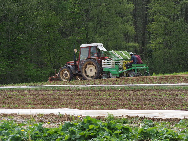 KI generiert: Ein Traktor pflanzt auf einem Feld junge Pflanzen.
