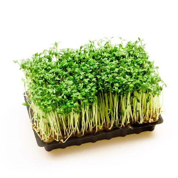 Produktfoto zu Radieschenkresse in der Schale