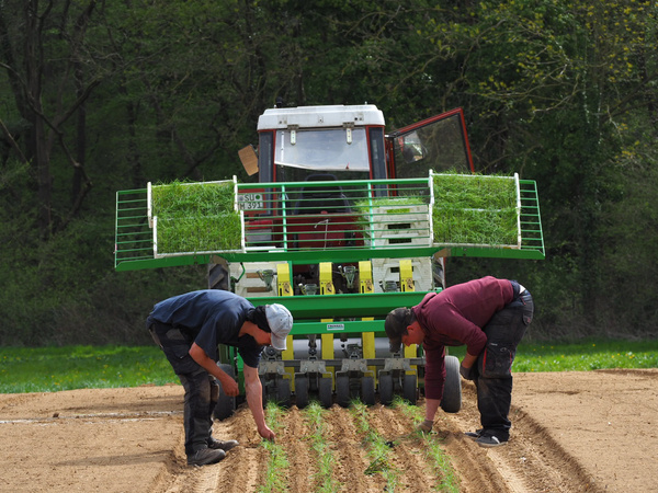 KI generiert: Zwei Personen pflanzen Setzlinge mit einer Pflanzmaschine auf einem Feld.
