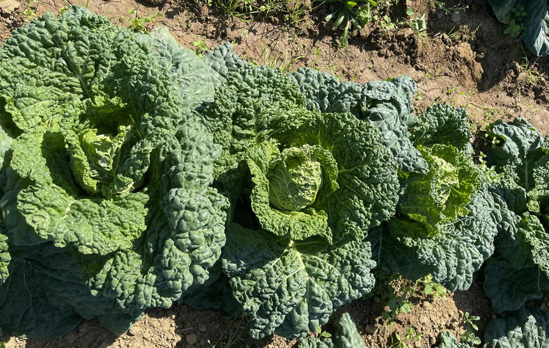 KI generiert: Grünkohlpflanzen wachsen dicht aneinander auf einem Feld.