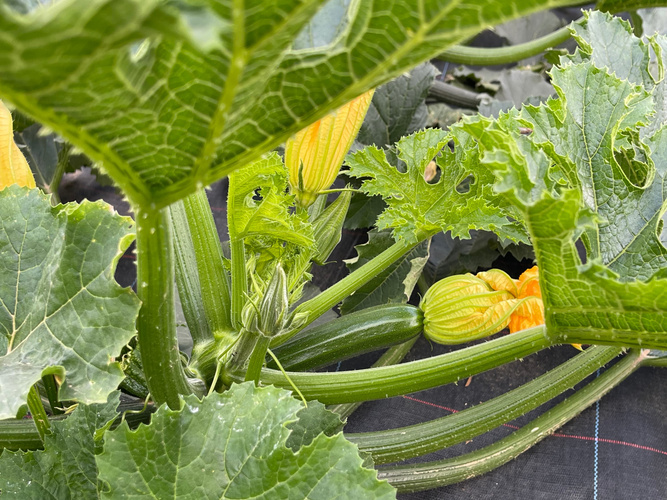 KI generiert: Zucchinipflanze mit Blättern und gelben Blüten in einem Gemüsegarten.