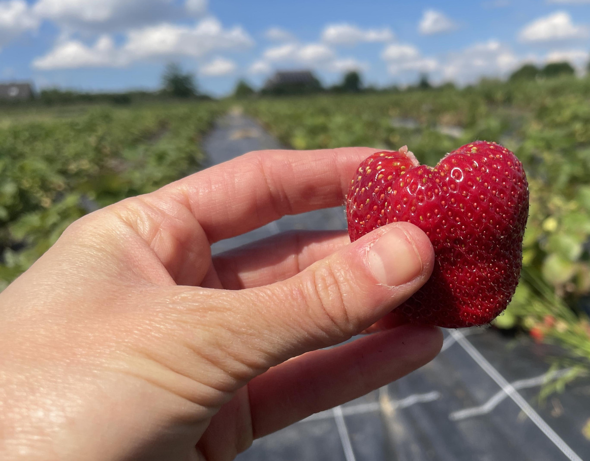 KI generiert: Hand hält eine große, herzförmige Erdbeere auf einem Erdbeerfeld.
