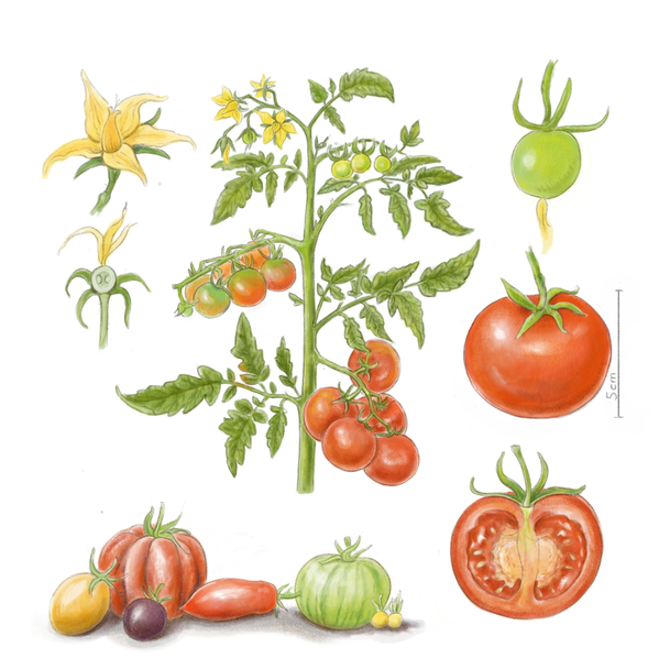 KI generiert: Illustration eines Tomatenpflanzenzyklus mit Blüten, unreifen und reifen Tomaten in verschiedenen Farben und Formen.