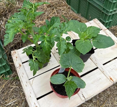Produktfoto zu APFELBACHERs Pflanzenpaket "Snackgemüse", 3 Stück