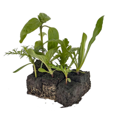 Produktfoto zu APFELBACHERs "hoher Sommerblumen Mix" 6 Pflanzwürfel