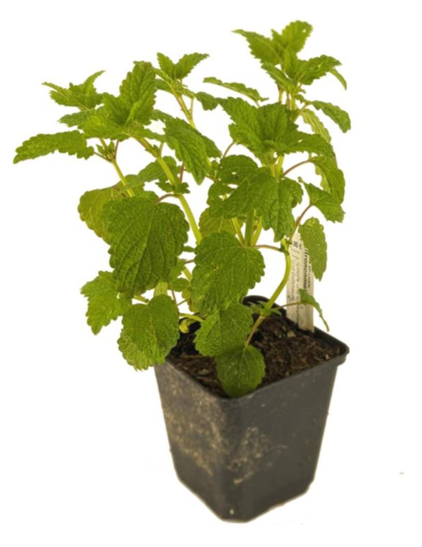 Produktfoto zu APFELBACHERs Zitronenmelisse im Topf