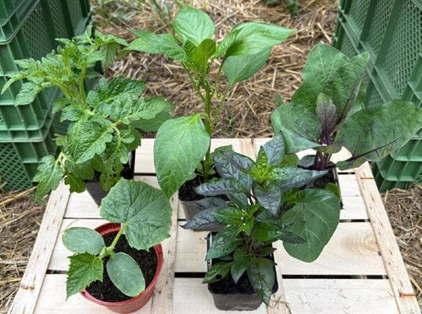 Produktfoto zu APFELBACHERs  Pflanzenpaket "Topfgemüse für Balkon und Hochbeet"