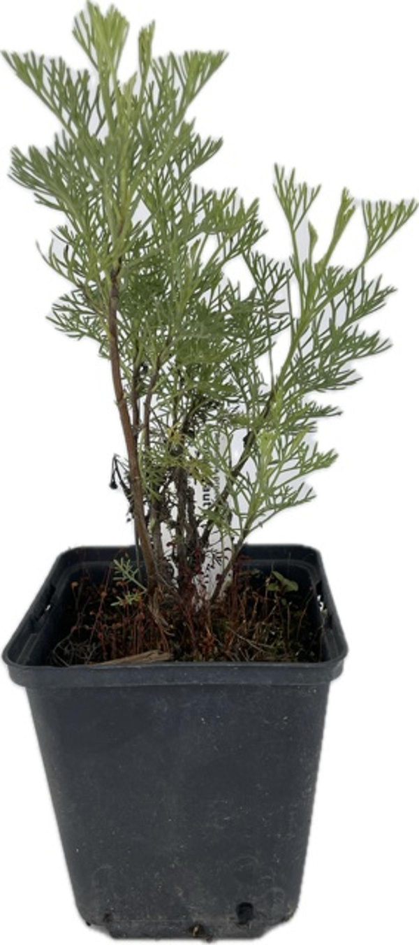 Produktfoto zu APFELBACHERs Colakraut im Topf