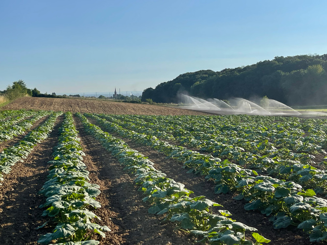 KI generiert: Ein Feld mit Reihen von Pflanzen, Bewässerungssprinkler und Wald im Hintergrund.