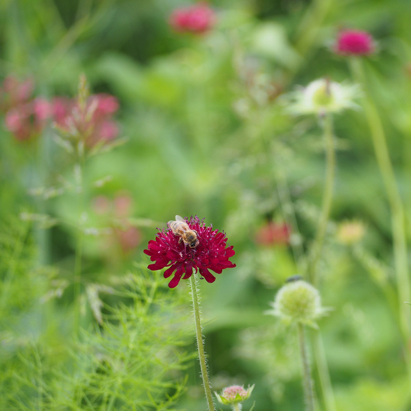 KI generiert: Eine Biene sitzt auf einer roten Blume, umgeben von grünem, verschwommenem Hintergrund.