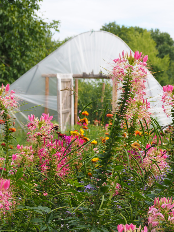 KI generiert: Bunte Blumen blühen vor einem Gewächshaus aus Plastik in einer Gartenlandschaft.