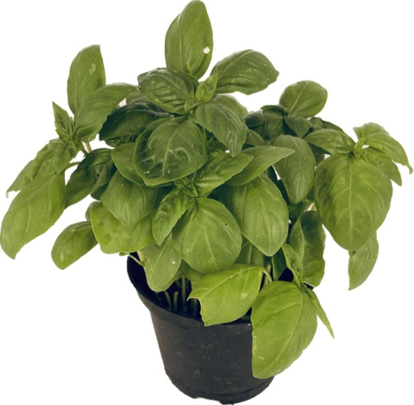 Produktfoto zu APFELBACHERs Basilikum im Topf