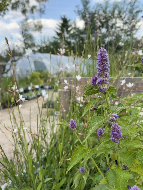 KI generiert: Lila blühende Pflanze im Vordergrund, Gartenhintergrund mit vielen Pflanzen und Gewächshaus.