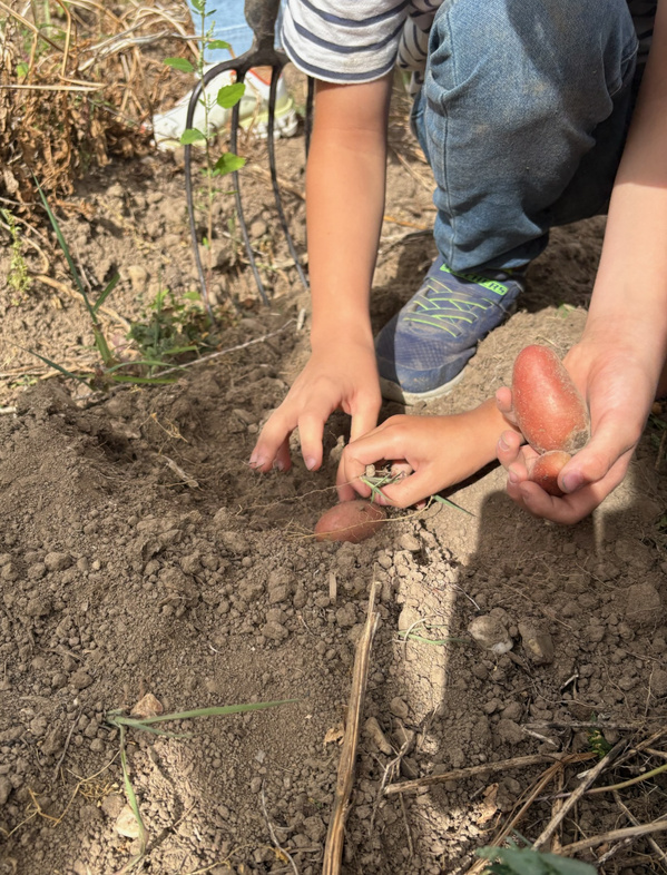 KI generiert: Zwei Kinderhände ernten Kartoffeln aus der Erde im Garten.