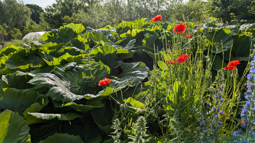KI generiert: Große grüne Blätter und leuchtend rote Mohnblumen in einem Garten unter Sonnenlicht. Keine Schrift im Bild.