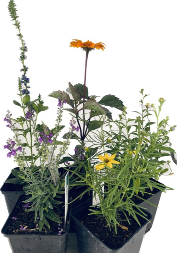 Produktfoto zu APFELBACHERs Stauden- Paket "Sonnenanbeter",  6 Stück