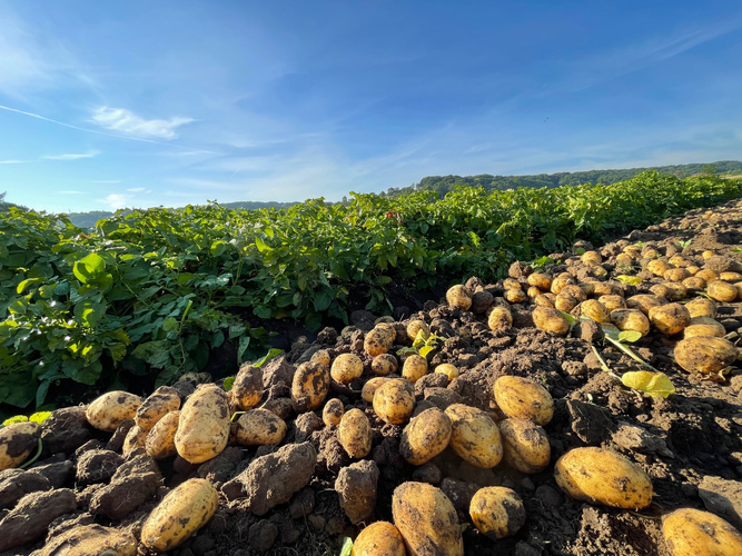 KI generiert: Kartoffeln auf einem Feld unter blauem Himmel und Sonne.