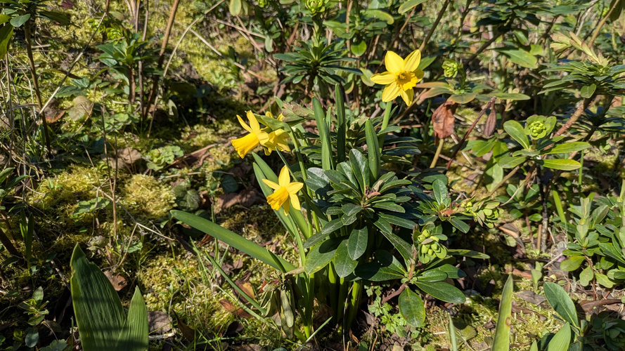KI generiert: Mehrere gelbe Narzissen, die inmitten von grünem Laub im Freien wachsen.
