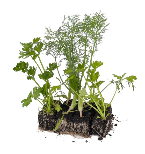 Produktfoto zu APFELBACHERs Gemüsepflanzen "Sellerie & Fenchel", 8 Stück