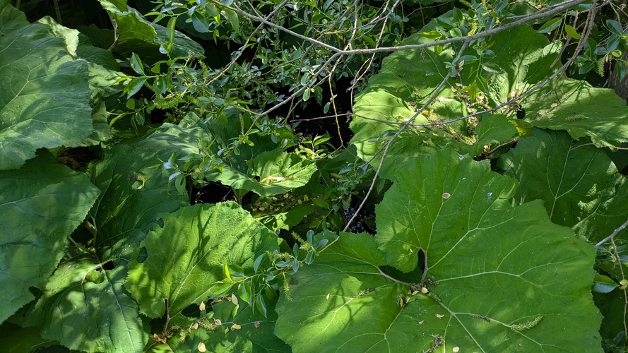KI generiert: Dichtes Grün mit großen Blättern und kleinen Ästen im Sonnenlicht.