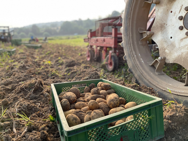 KI generiert: Kiste mit frisch geernteten Kartoffeln auf einem Acker neben einem Traktor.