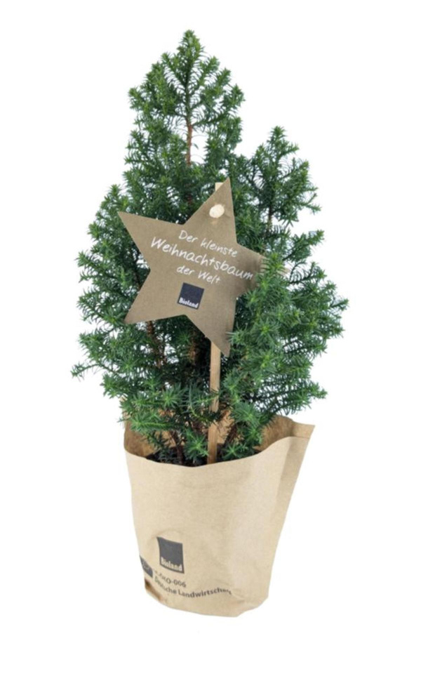 Produktfoto zu Weihnachtsbäumchen