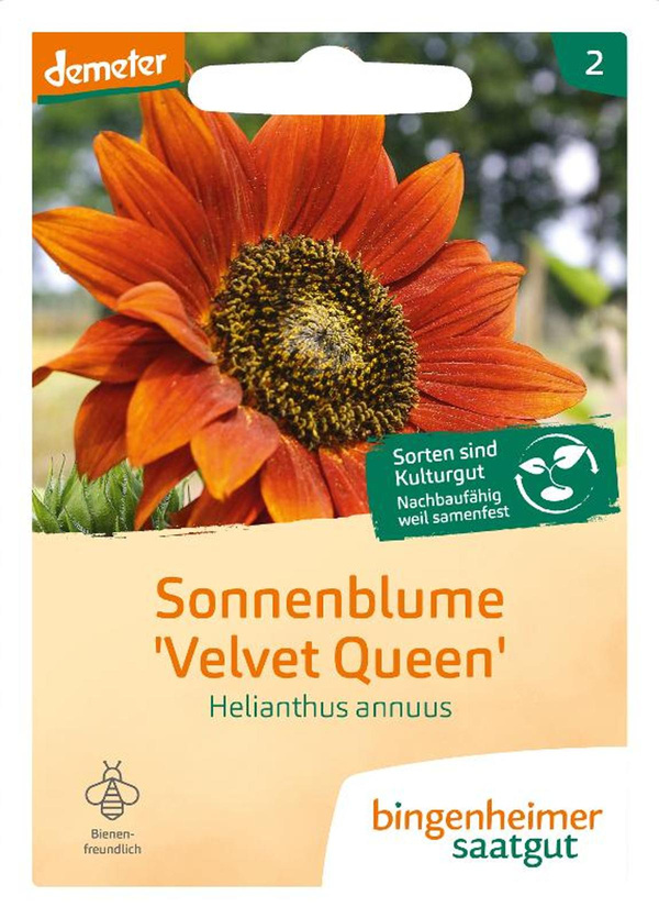 Produktfoto zu Sonnenblume "Velvet Queen" SAATGUT