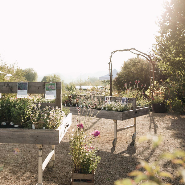KI generiert: Pflanzen auf mobilen Holztischen in einem sonnigen Gartenbereich. Keine sichtbaren Textelemente.