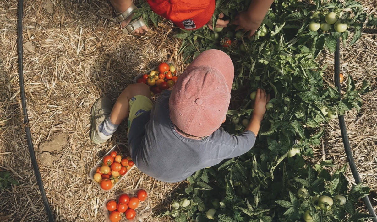KI generiert: Kinder pflücken Tomaten auf einem Feld.