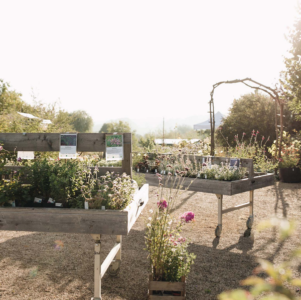 KI generiert: Blumen und Pflanzen auf Verkaufswagen in einem sonnigen Garten oder Gartencenter.