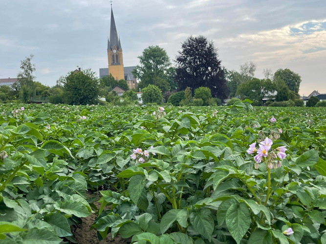 KI generiert: Ein grünes Feld mit blühenden Pflanzen und einer Kirche im Hintergrund.