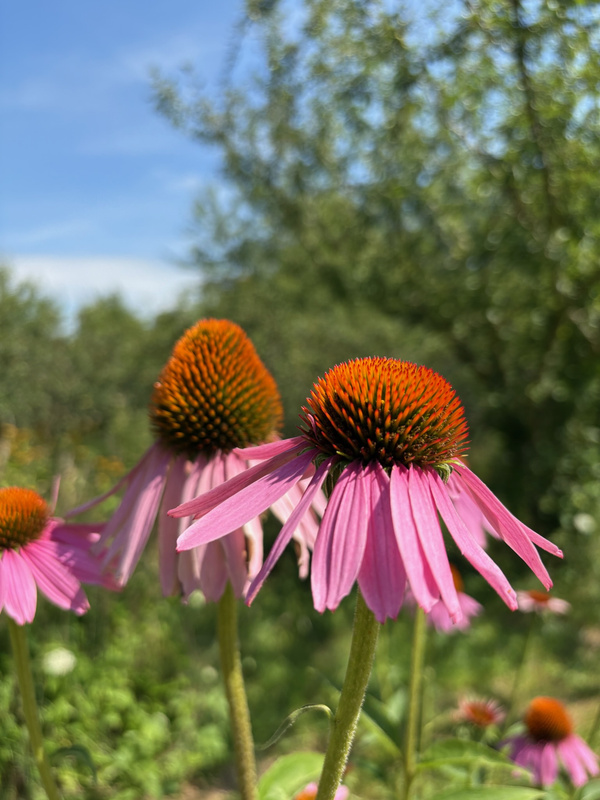 KI generiert: Pinkfarbene Echinacea-Blüten im Sonnenschein mit unscharfem, grünem Hintergrund.