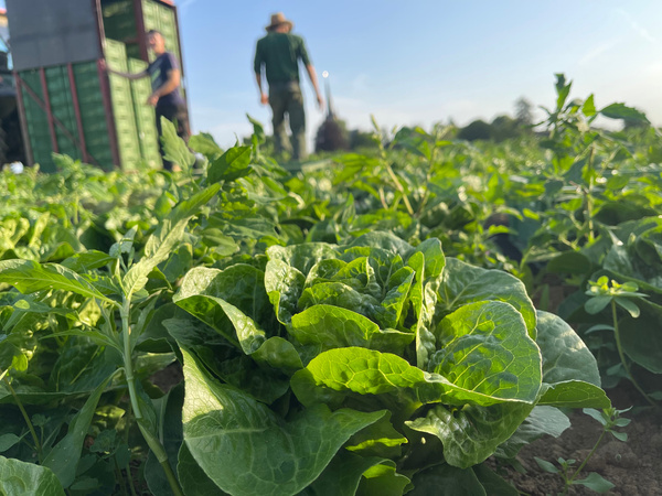 KI generiert: Frischer Salat auf einem Feld im Vordergrund, unscharfe Personen im Hintergrund ernten oder arbeiten.