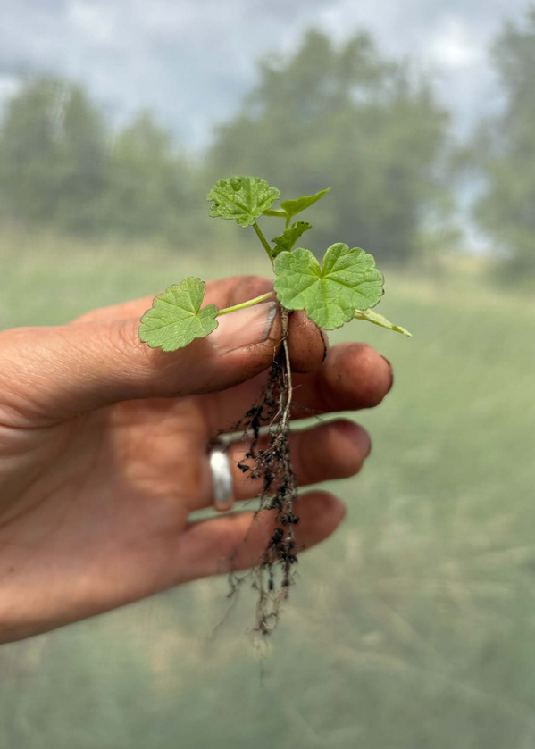 KI generiert: Eine Hand hält einen kleinen Setzling mit Wurzeln, vor einem unscharfen Hintergrund.